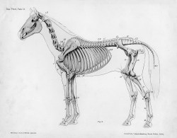 helmivene:  Veterinary Anatomical Illustrations