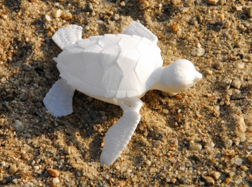 Baby Sea Turtles by Brian Chan - 3D Print - Shapeways