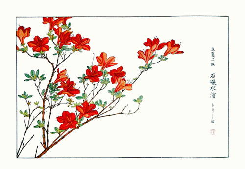 angelicxi:          SHOSEKI KOSE : Shichijuni Ko Meika Gajo          Lily, Azalea, 1890