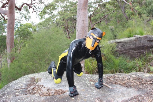 Porn photo Sexy Gryph at Pup Pride Down Under
