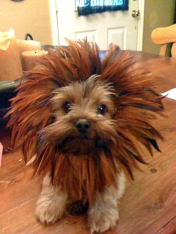 Rawr! I&rsquo;m a lion. 