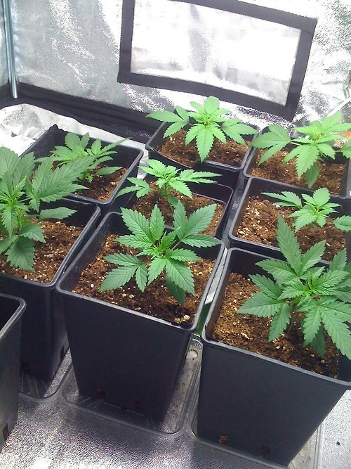 420needs:  http://ift.tt/1kJF4Gc