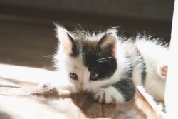 victorialipnitskaya:  kitten 💕   Destroyer