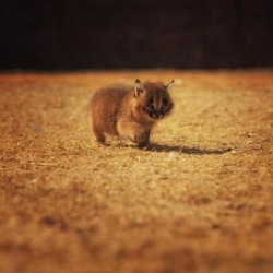 thewinterotter:  petermorwood:  dduane:  “Little lynx kitty! https://t.co/poKj7DBucy”  Not a lynx, a caracal. Here’s a comparison… The caracal’s moustache, eyebrows and ear-tips are a giveaway even from birth…  …and it looks like the ears