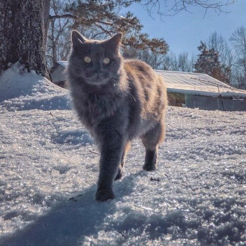 sparrowsriver: Snow Cat #cat #caturday #snowcat #catinsnow #countrycat #meowmeow #felinefriends #lov