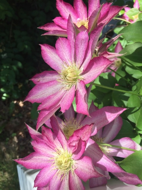 Clematis