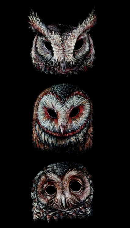 XXX OWL ART photo