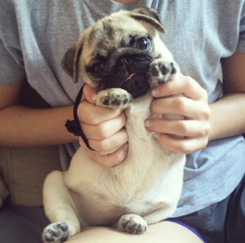 puppystagram: Cute PugCredit: www.instagram.com/philippathepug