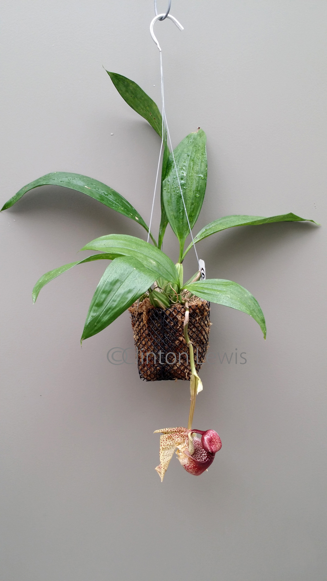 orchiddynasty:  Coryanthes macrantha (South America) Coryanthes are amazing specimens.
