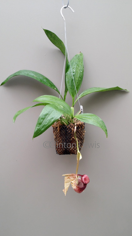 orchiddynasty:  Coryanthes macrantha (South America) Coryanthes are amazing specimens. Also known as the “Bucket Orchids” for the large pouch which lures pollinators in with the promise of nector, they are ephiphytes from the hot-humid lower elevation
