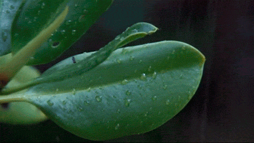 aurumnorthwood:  Leaves under the rain. 