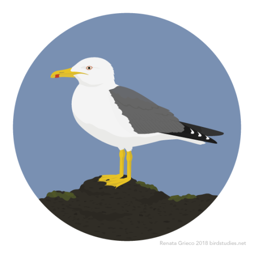 renatagrieco:April 23, 2018 - Yellow-legged Gull (Larus michahellis)Previously considered a subspeci