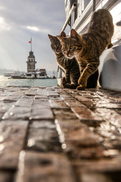 XXX mel-cat:Madien Towers ( via Yasar Koç ) photo