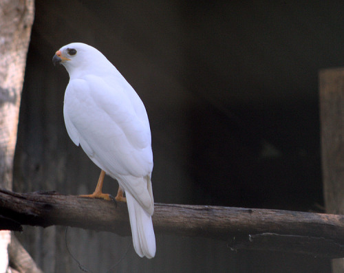 fornatureiseverywhere:  Grey (white) Goshawk. Eagle’s Heritage, Western Australia. 