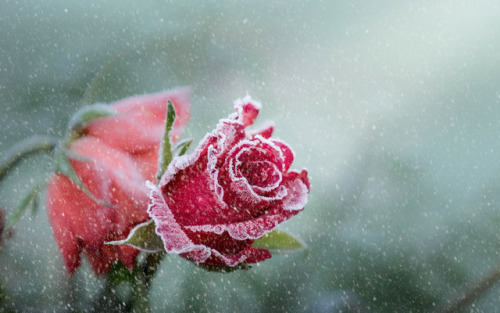 silvaris:rose frost snowfall by Ammar .