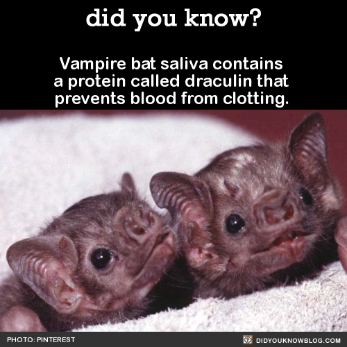 did-you-kno: Vampire bat saliva contains a protein called draculin that prevents blood from clotting
