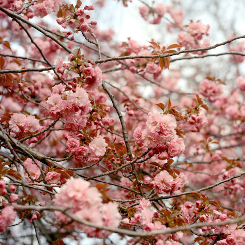 XXX landscape-photo-graphy:  New York City Spring photo