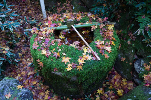 ileftmyheartintokyo:大徳寺 高桐院 つくばい by GenJapan1986 on Flickr.