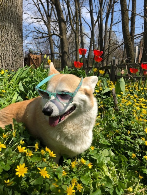 scampthecorgi:so heckin cool