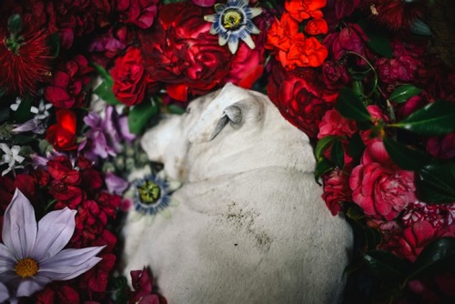 cloudyskiesandcatharsis:  Photographers’ Tearful Goodbye to Their Deceased Dog As wedding photographers by trade, most of the time, Helena and Laurent spend their days documenting the happiest moments in peoples’ lives. Recently, however, they shared