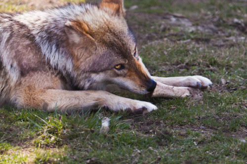 elegantwolves: by Sky Slicer