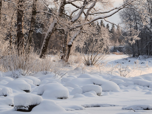 snowy woods