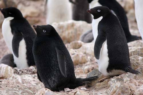 ayellowbirds:  animalvegetablemineral: Melanistic Adelie penguin this is the purest little dinosaur who ever existed 