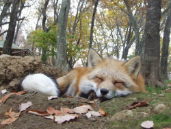 everythingfox:  Forest Snooze