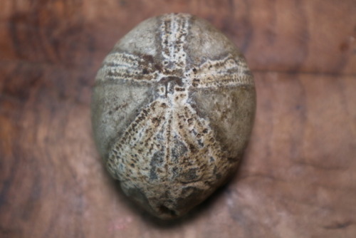 thenictu:Can anybody tell my about this strange stone I’ve found? It looks like some kind of f