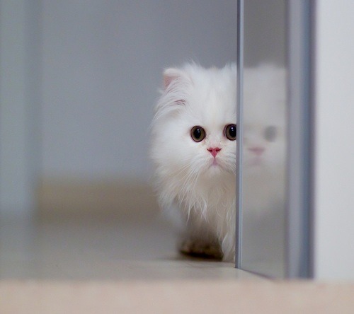 mordsmoilesdoigts:  Cat sur We Heart It. http://weheartit.com/entry/71376375/via/Wiskas