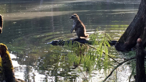 tastefullyoffensive:A Florida man snapped a photo of a raccoon riding an alligator at the Ocala Nati