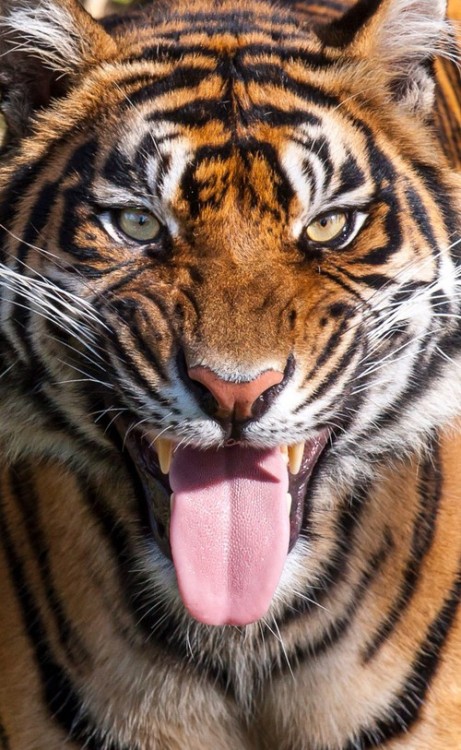 earth-song:   Tiger tongue by Marco Willemsen  
