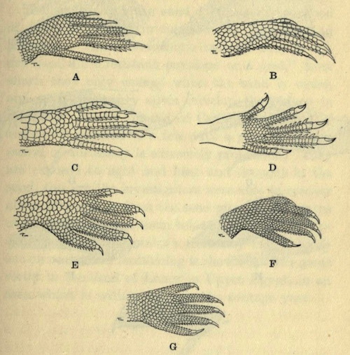 nemfrog:Forefeet of lizards. (Click title for key.) Animal life in deserts. 1923. 