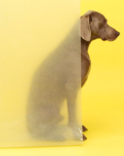 leslieseuffert:  William Wegman (b. 1945, USA) 2005 ‘Dog Portraits’