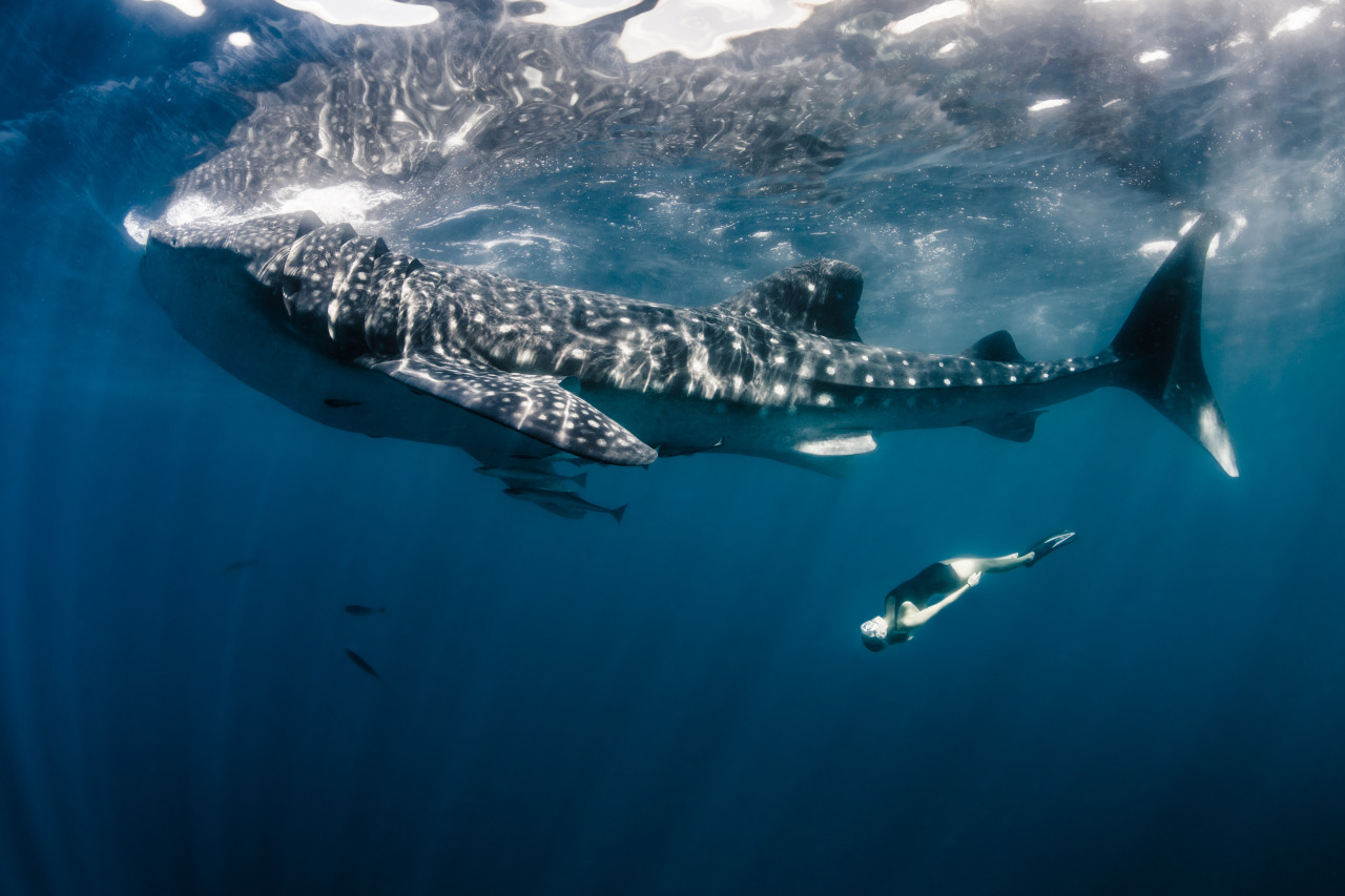 nubbsgalore:  photos by shawn heinrichs in oslob, philippines and isla mujeres,
