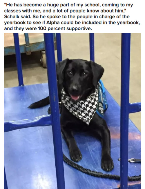 timidhedgie:  buzzfeed:  A School Included This Teen’s Service Dog In The Yearbook And It’s The Purest Thing  THE WHOLE STORY GUYS