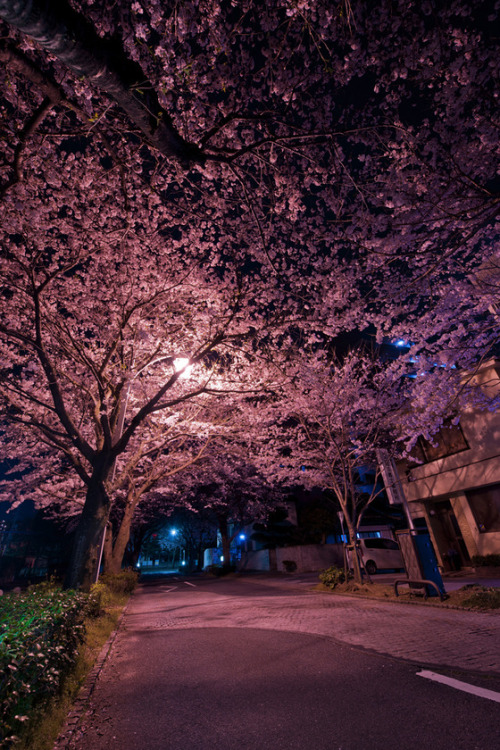 punipunijapan: きれいな夜桜 (yozakura) (&gt;ω&lt;)♪ (&gt;ω&lt;)♪ (&gt;&ome