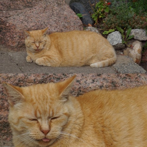 unflatteringcatselfies:World class blep spotted outside Malbork Castle (medieval castle in Poland)
