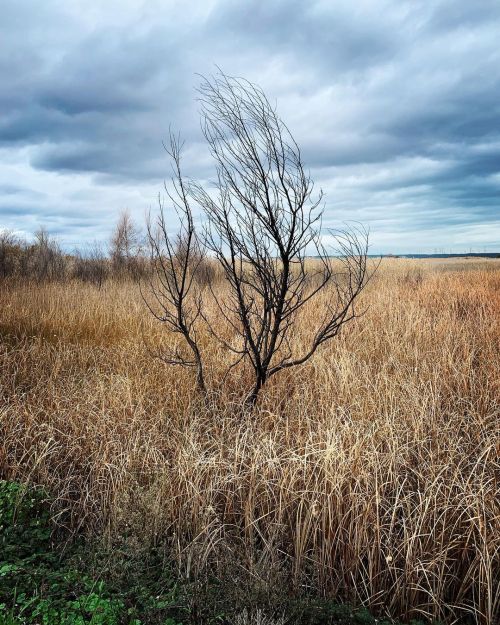 Solitary existence. #wetlands  https://www.instagram.com/p/CYVw9qsragbl5lUUK06tA_w1FLBNBvlVWWn4xg0/?utm_medium=tumblr