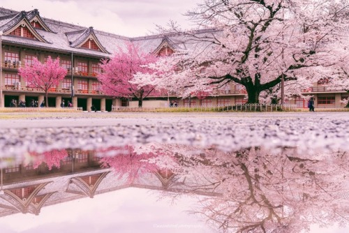 todayintokyo:Cherry blossoms and reflections in Nara, as seen on the Twitter feed of @wasabitool
