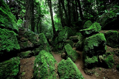 Sex papalagiblog:Puzzlewood is an ancient woodland pictures