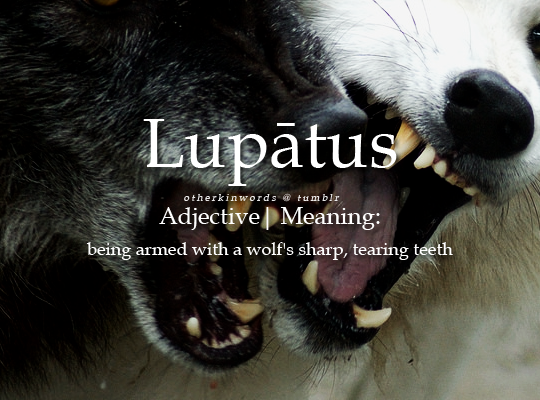otherkinwords:  Lupātusadjective | being armed with a wolf’s sharp, tearing teeth