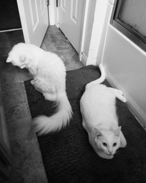 My two babies, Simon and Murdoch #mycats#catsofinstagram#cats#blackandwhitepic#blackandwhite#blackan