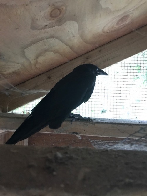 niteclaw:  Found an injured crow (couldn’t fly) at my local park today. It’s spending the night in the empty quail coop in the back yard then taking a trip to the humane society in the morning. Beautiful animals 🖤