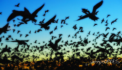 Mass ascension at dawnBosque del Apache NM