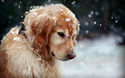 earthandanimals:    Snowflakes   Photo by HZR PICTURE     