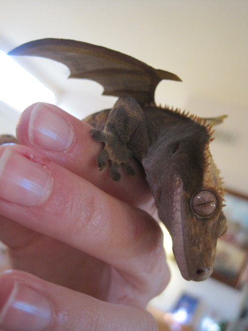 pumpkinfishes:  just hangin’ out with my crested gecko BABY DRAGON 