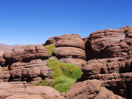 Staying Alive in the AtacamaThe Llareta (or yareta) plant (Azorella Compacta) of the Atacama Desert 