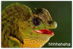 shrekboob:  just thought i’d post all laughing lizards i’ve saved lmaooo 