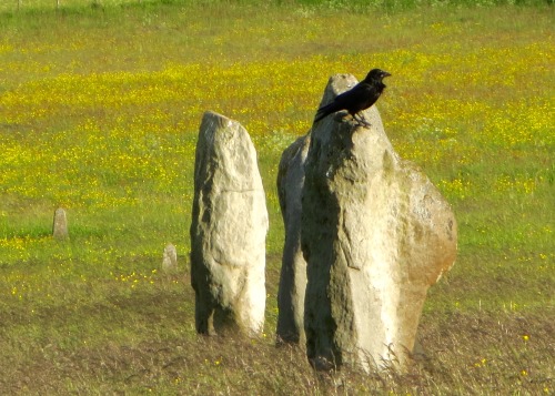 A rook, perched on a stone along West Kennet Avenue just outside Avebury stone circle. Because appar